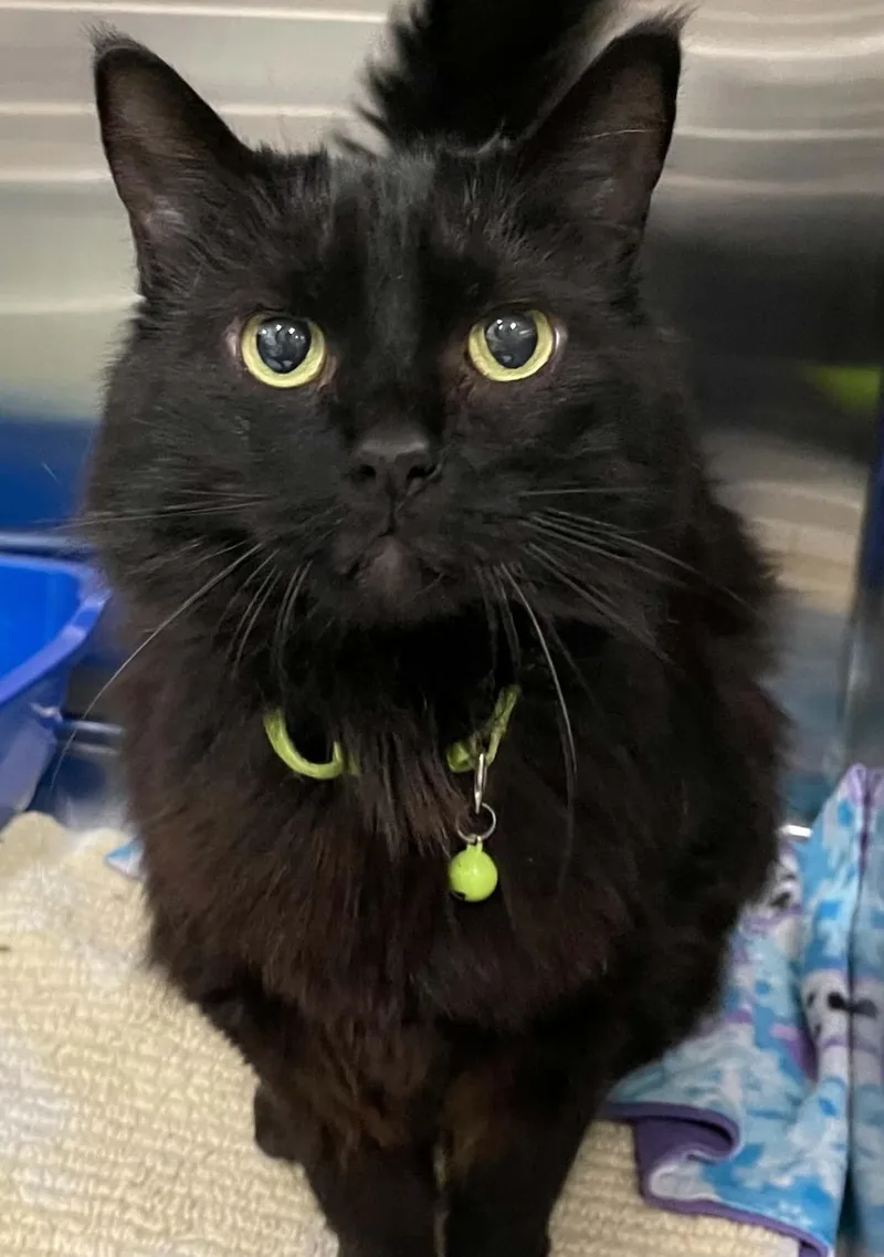 A senior large-sized female Black Domestic Medium Hair cat named Nyroby for adoption in Medford, OR