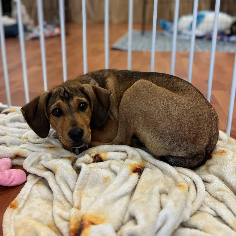 A baby medium-sized male Brown / Chocolate Hound dog named Thunderstorm for adoption in Springboro, OH