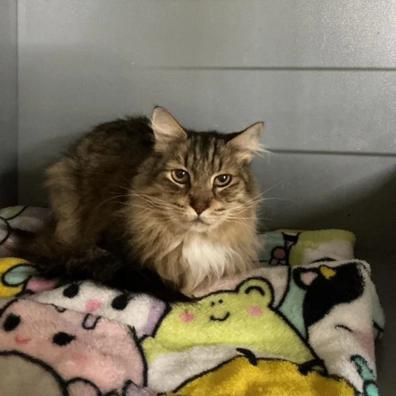 An adult medium-sized female Gray / Blue / Silver Domestic Short Hair cat named Misty for adoption in Newberg, OR
