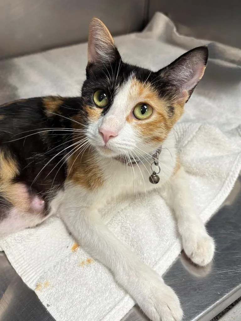 A young medium-sized female Domestic Short Hair cat named Hypollita for adoption in Little Rock, AR