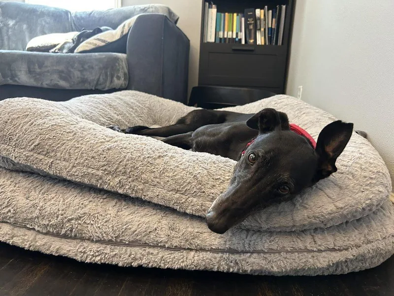 An adult large-sized female Black Greyhound dog named Mary for adoption in Coon Rapids, MN