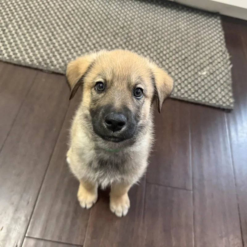 A baby extra large-sized male Sable Anatolian Shepherd dog named David for adoption in Lincolnshire, IL