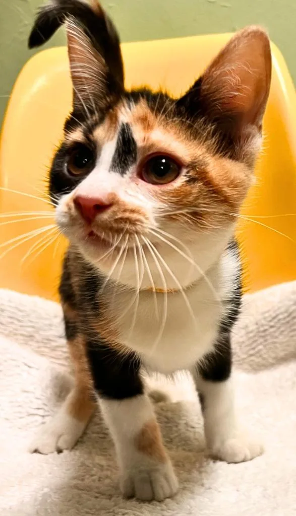 Duchess SideEye thumbnail 2