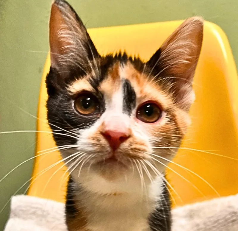 Duchess SideEye thumbnail 3