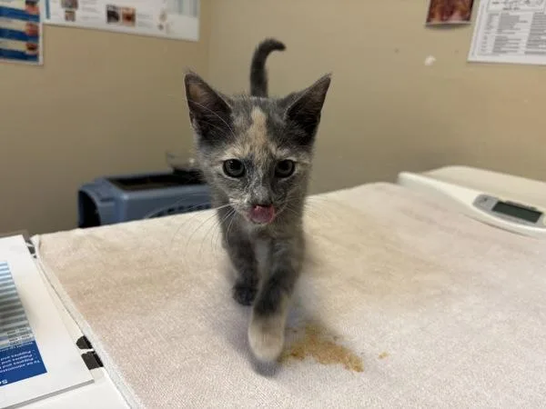 A baby small-sized female Domestic Short Hair cat named Tortilla Thompson for adoption in Oceanside, CA