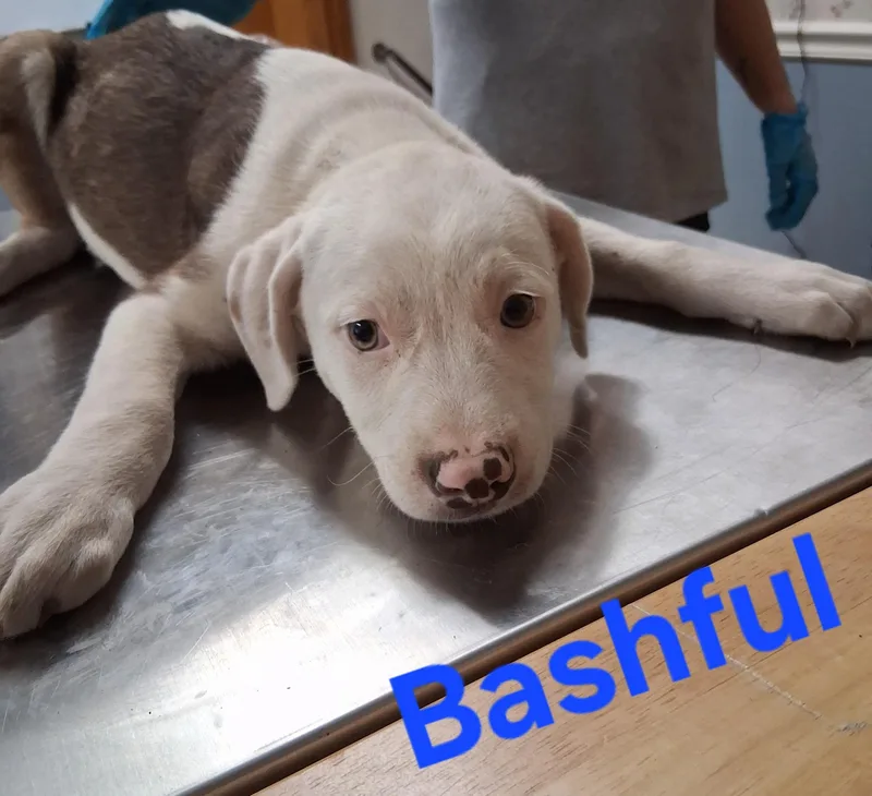 A baby medium-sized male Pit Bull Terrier dog named Bashful for adoption in Lynchburg, TN