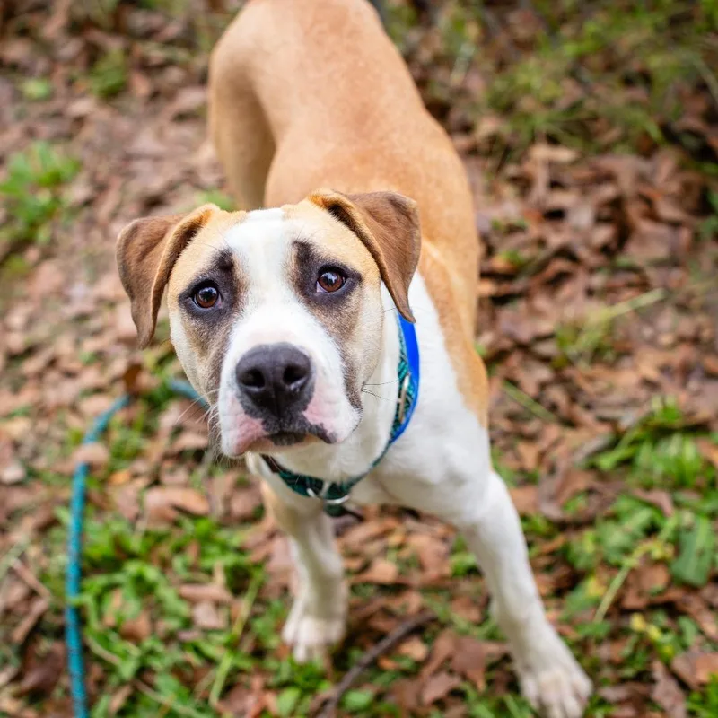 A young medium-sized male Yellow / Tan / Blond / Fawn Catahoula Leopard Dog dog named Corvette for adoption in Hattiesburg, MS