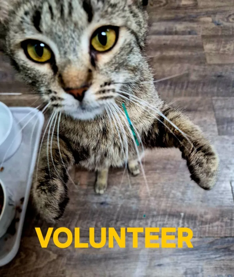 A young medium-sized female Domestic Short Hair cat named Volunteer for adoption in Rome, GA