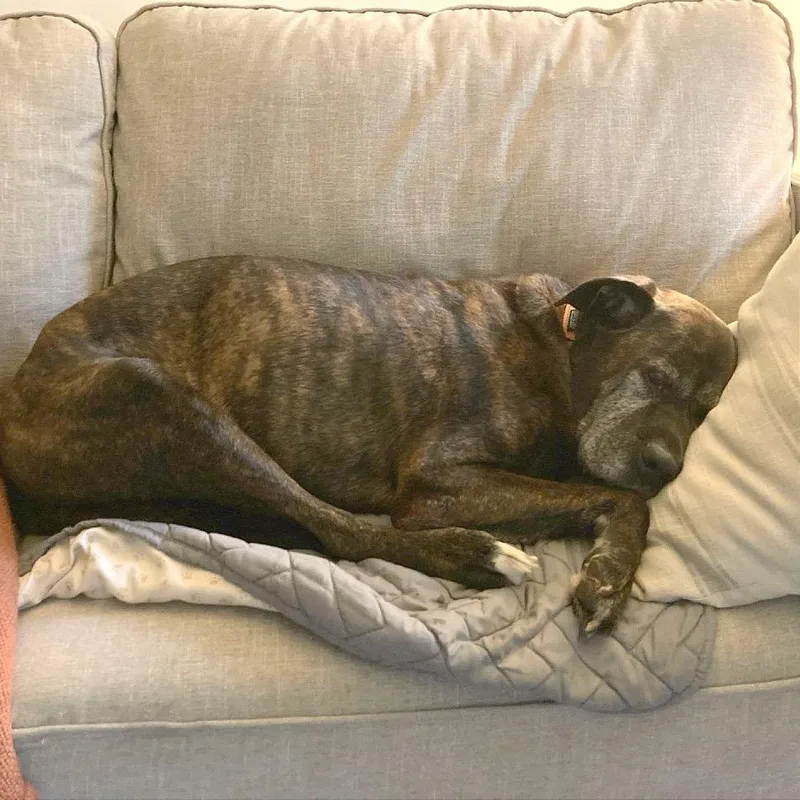 A senior large-sized male Brindle Mixed Breed dog named Caden for adoption in Asheville, NC