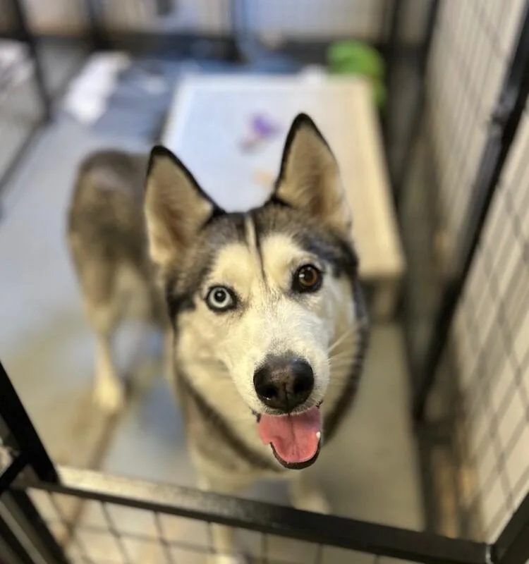 An adult medium-sized female Gray / Blue / Silver Husky dog named Mira for adoption in Van Nuys, CA