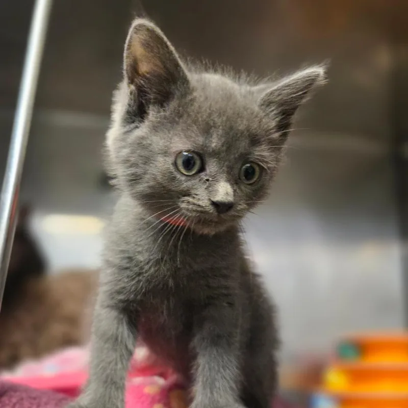 A baby small-sized female Gray / Blue / Silver Domestic Medium Hair cat named Glytch for adoption in San Jacinto, CA