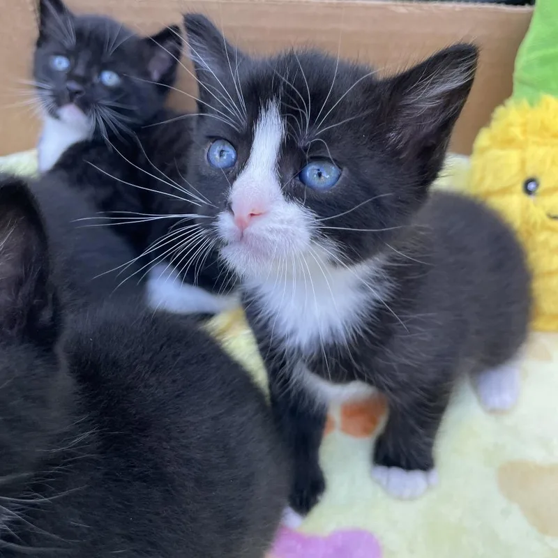 A baby small-sized female Black Domestic Short Hair cat named Dixie for adoption in Briarcliff Manor, NY