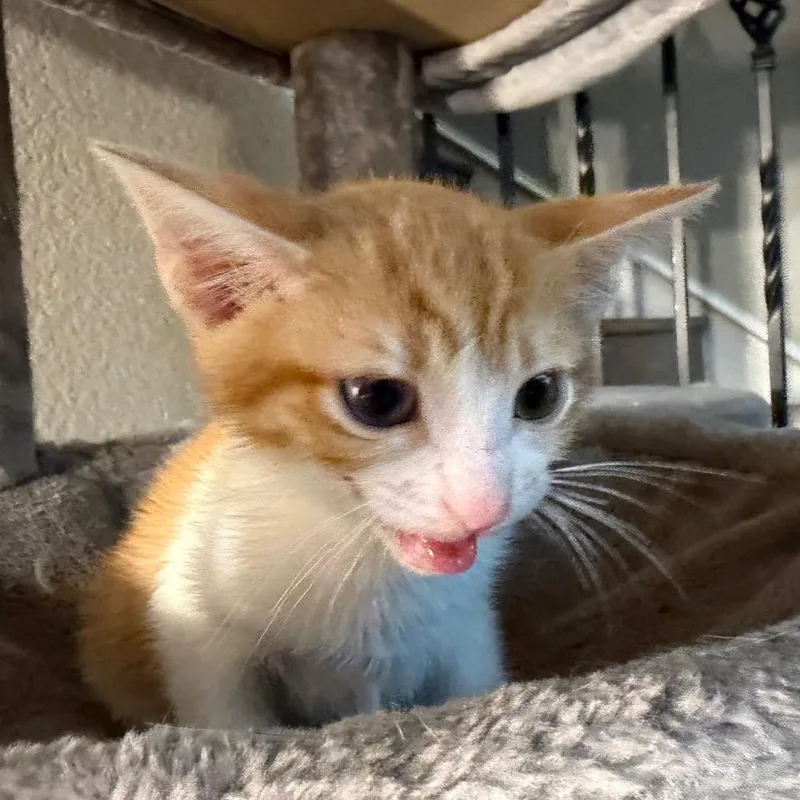 A baby small-sized male Orange / Red Domestic Short Hair cat named John for adoption in Flower Mound, TX