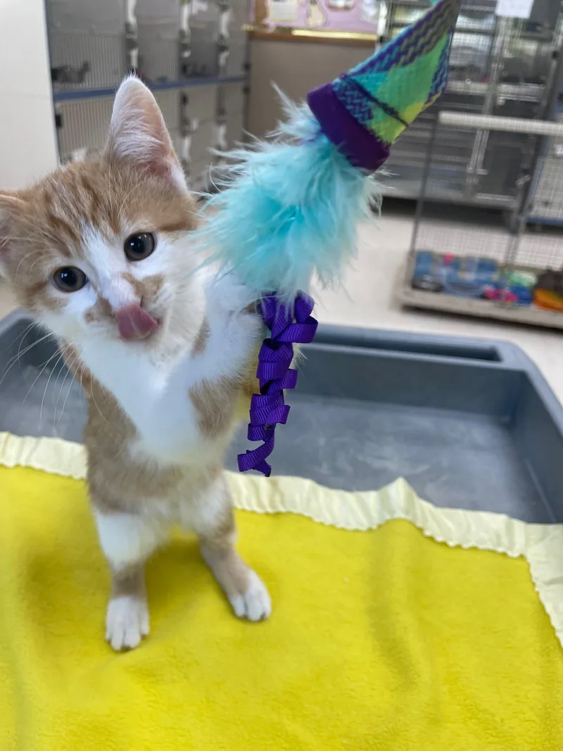 A baby medium-sized male Orange & White Domestic Short Hair cat named Reef for adoption in Neillsville, WI