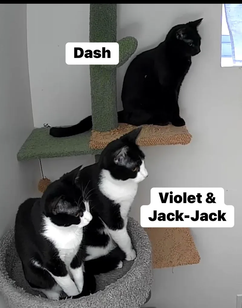 Jackjack thumbnail 2