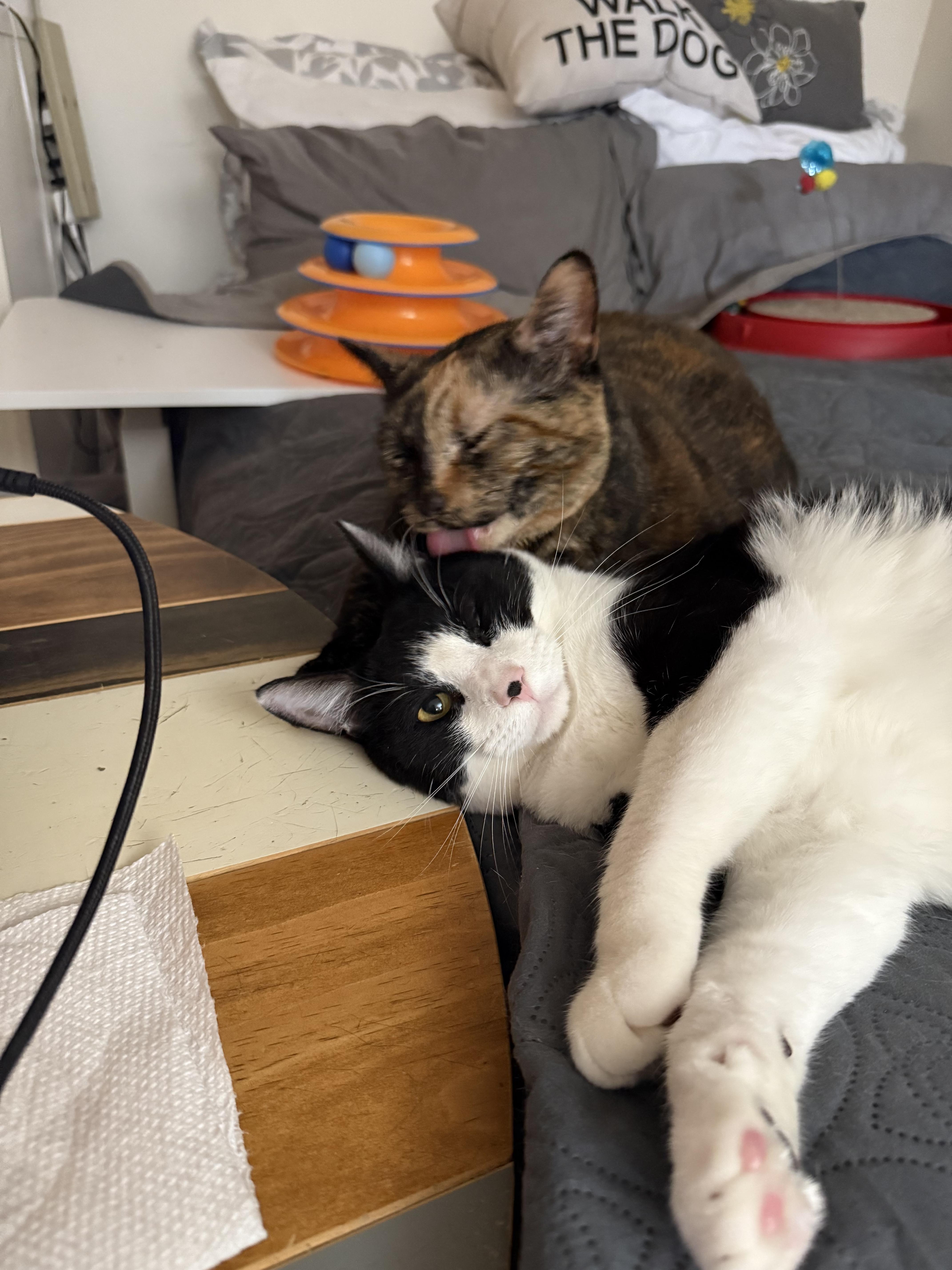 Jackjack thumbnail 3