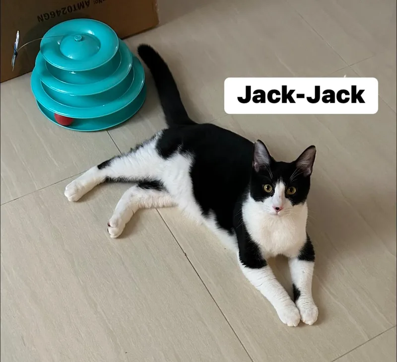 Jackjack thumbnail 4