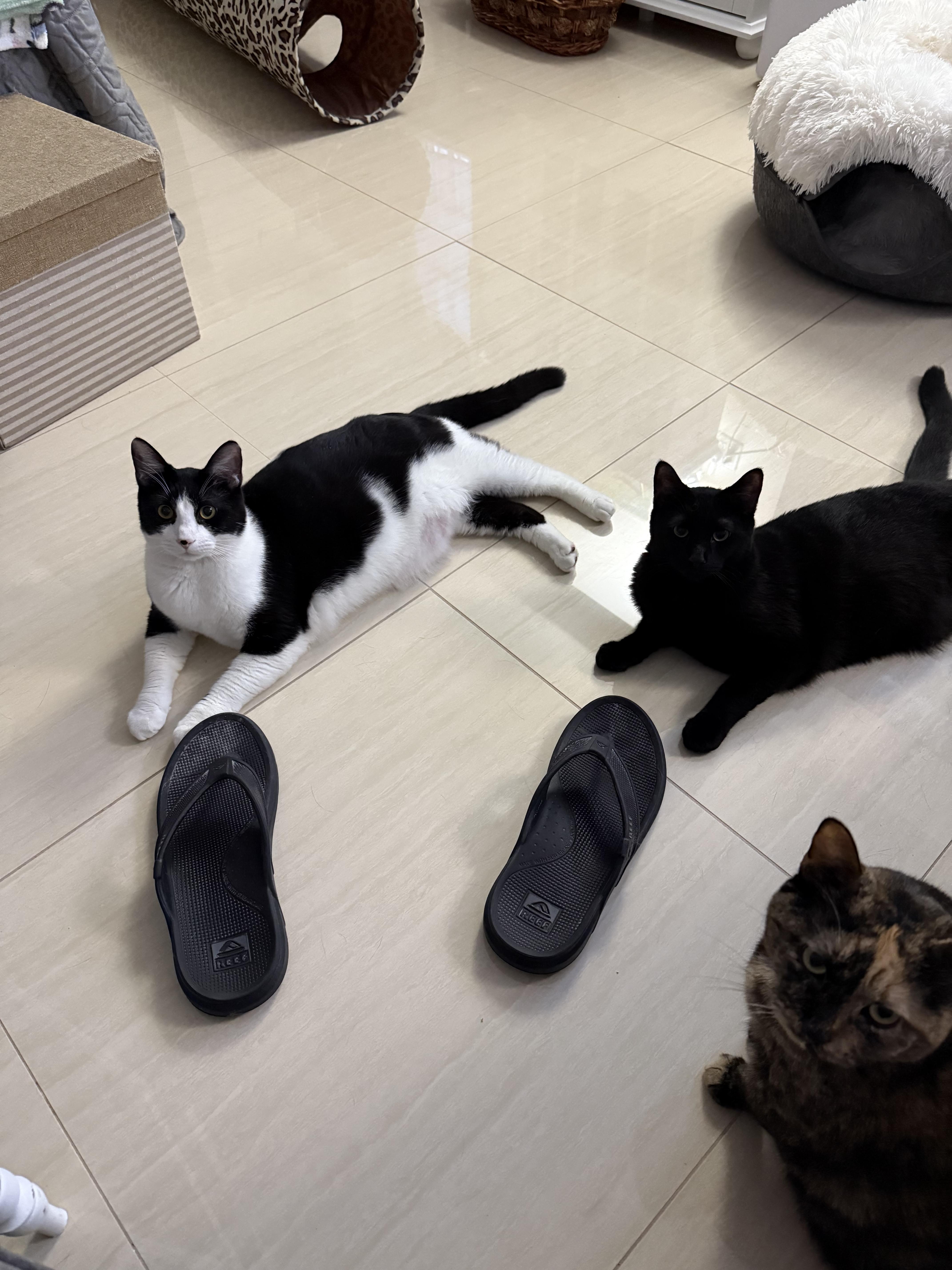 Jackjack thumbnail 5