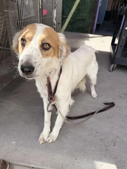 A young medium-sized male White / Cream Mixed Breed dog named 61081608 for adoption in El Paso, TX