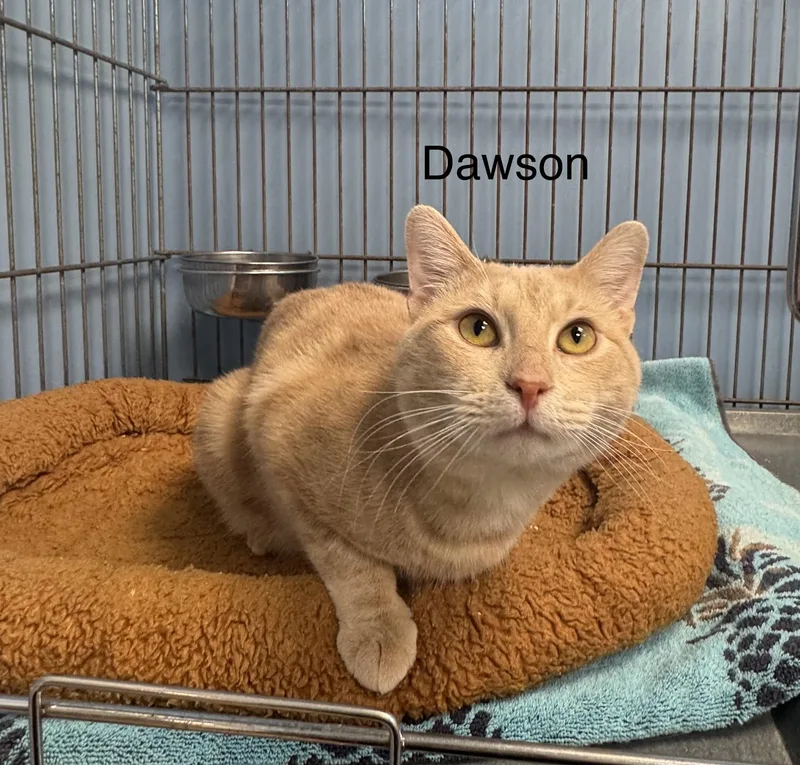 A young medium-sized male Buff / Tan / Fawn Domestic Short Hair cat named Dawson for adoption in Ulster, PA