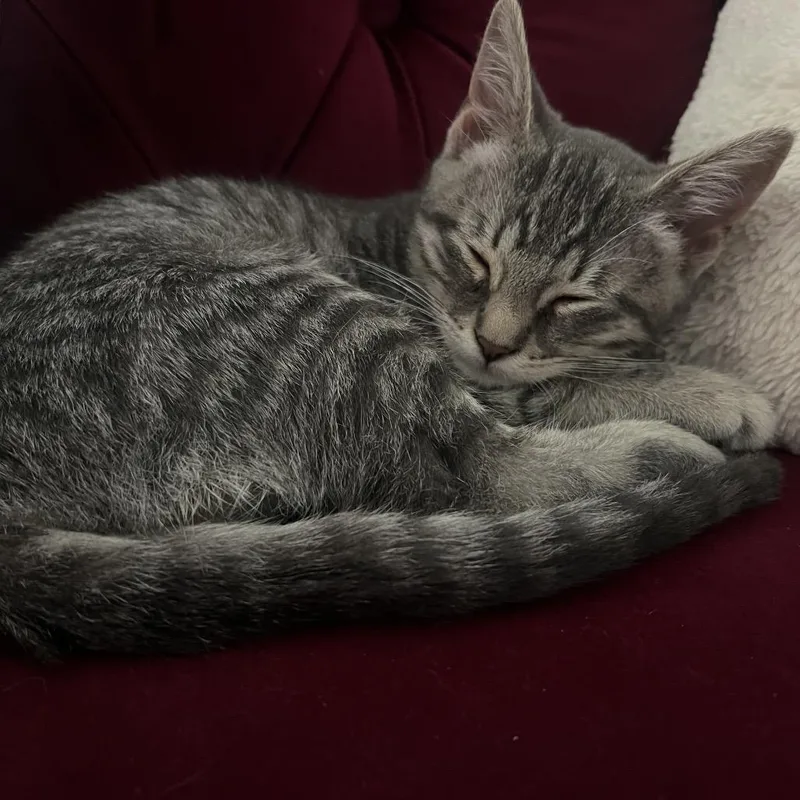 Lilly