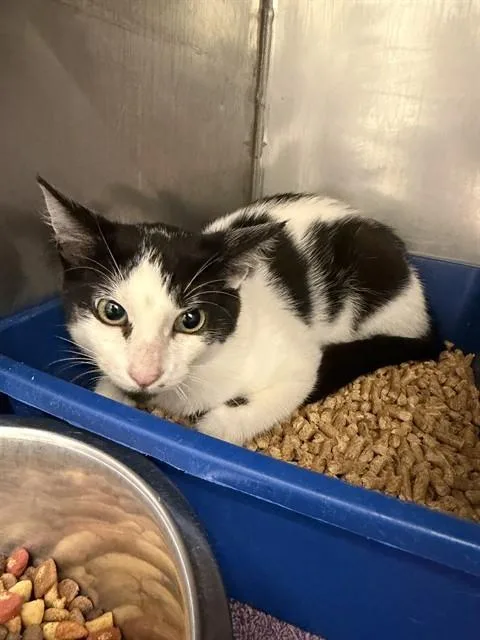 A baby small-sized female Domestic Medium Hair cat named Moo for adoption in Lees Summit, MO