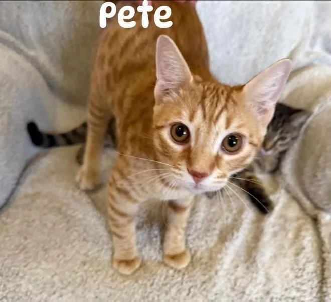 Pete thumbnail 2