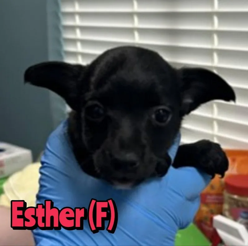A baby small-sized female Chihuahua dog named Esther for adoption in Holbrook, NY