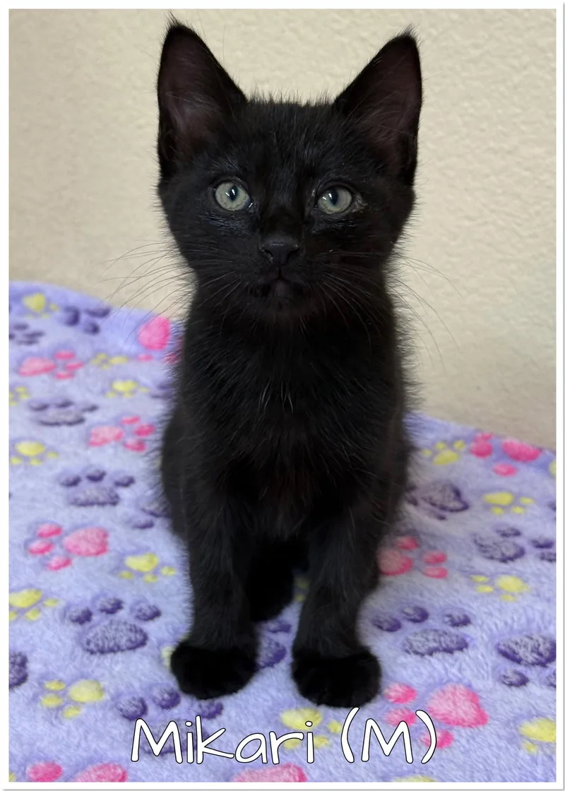 A baby medium-sized male Bombay cat named Mikari for adoption in Orange, CA