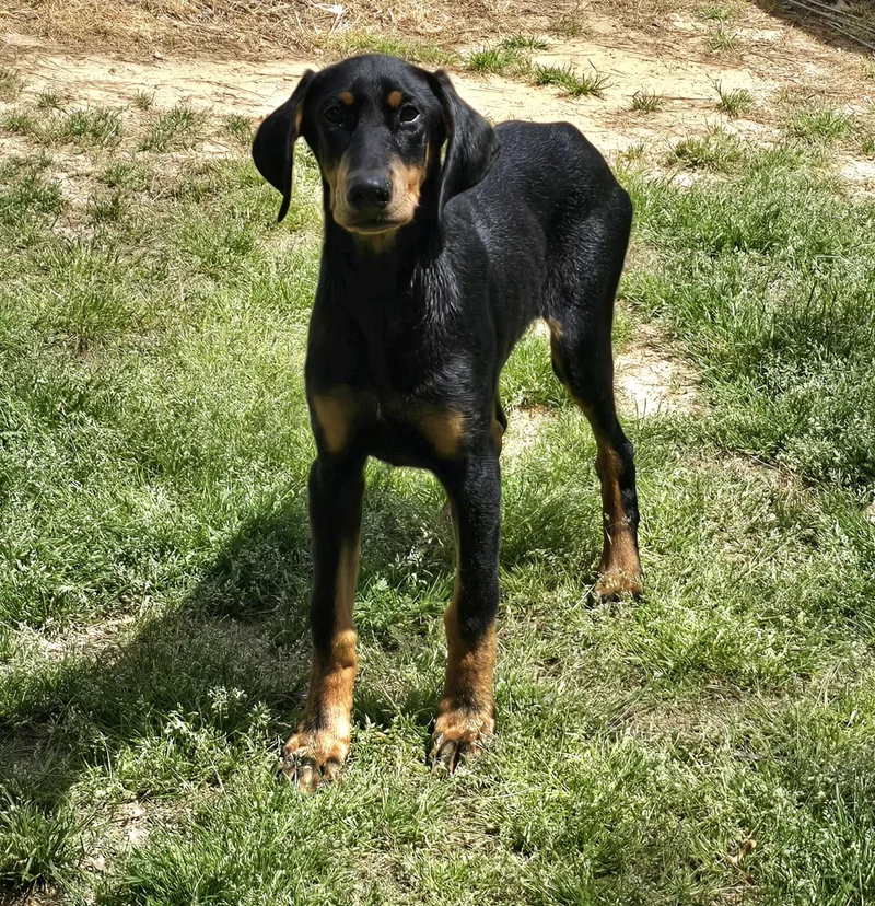 A young medium-sized male Doberman Pinscher dog named Bullet for adoption in Social Circle, GA