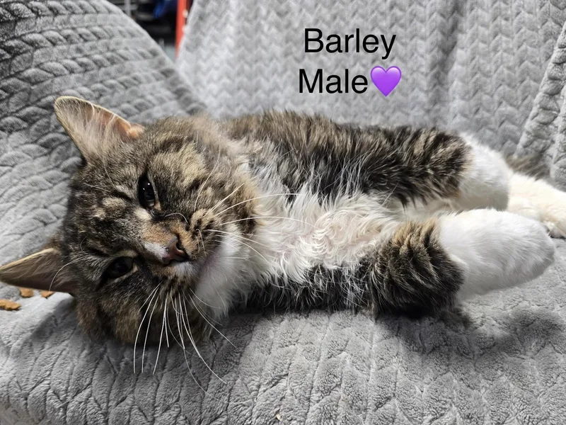 Barley