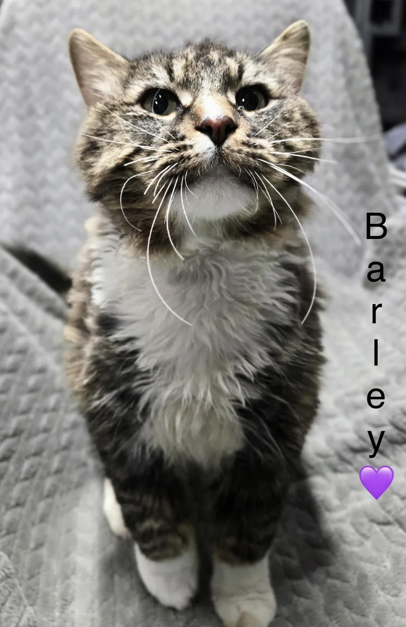 Barley thumbnail 2