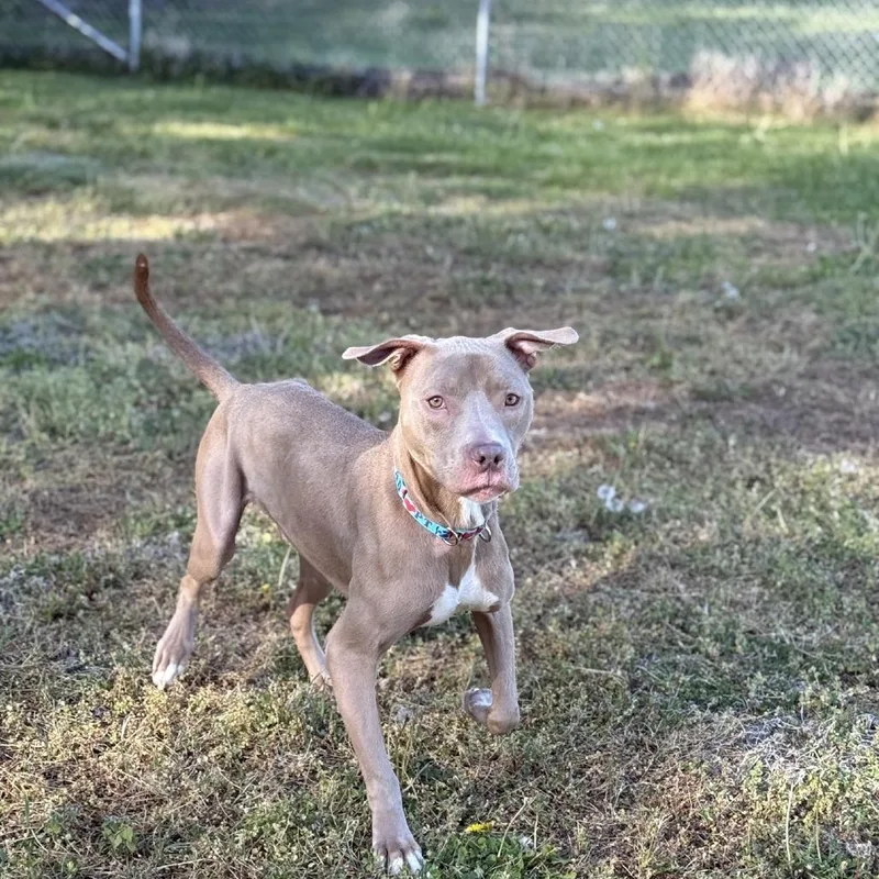 An adult medium-sized male Yellow / Tan / Blond / Fawn Pit Bull Terrier dog named Tazz for adoption in Ridgely, MD