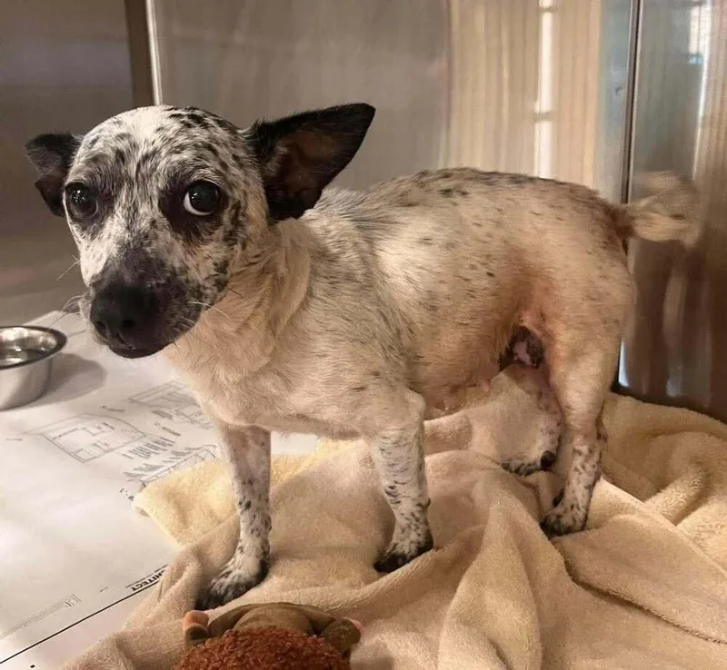 An adult small-sized female Chihuahua dog named Sydney for adoption in New York, NY