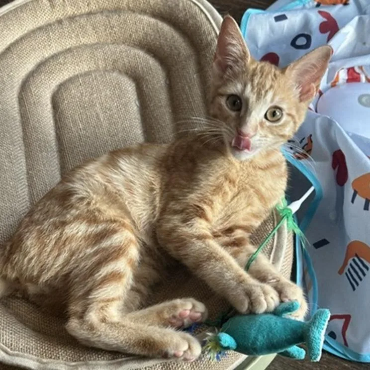 A baby small-sized male Orange / Red Domestic Short Hair cat named Sunny for adoption in Los Angeles, CA