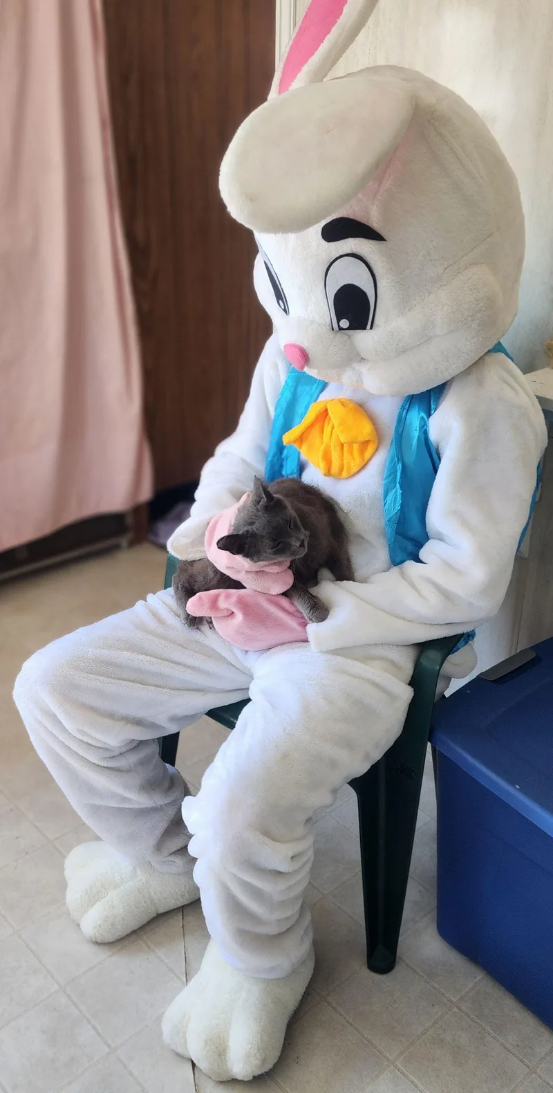 Sir Grey thumbnail 2