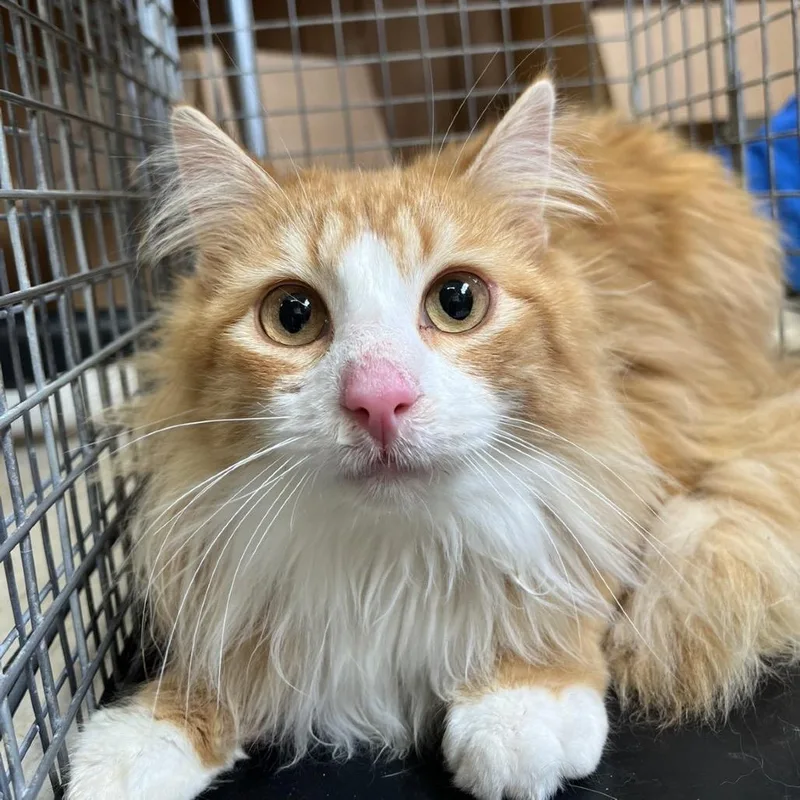 Fractious Orange Peelz