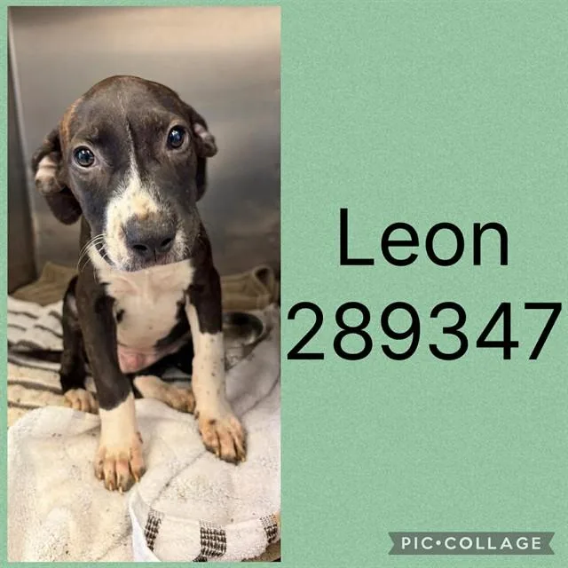 A baby small-sized male Labrador Retriever dog named Leon for adoption in Macon, GA