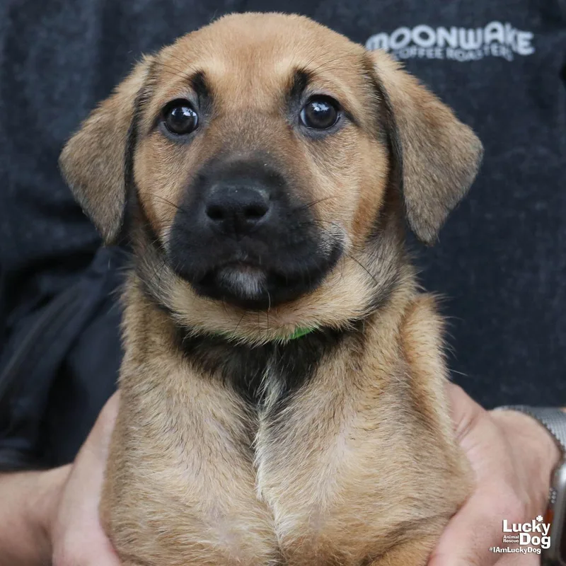 A baby large-sized male Retriever dog named Longan for adoption in Washington, DC