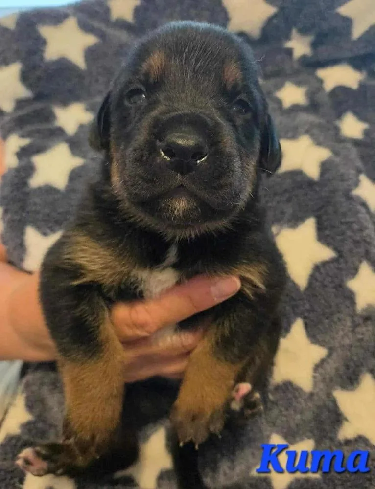 Kuma