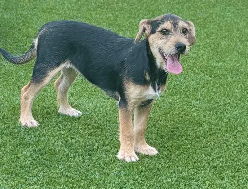 A baby small-sized female Terrier dog named Brandy for adoption in Dalton, GA