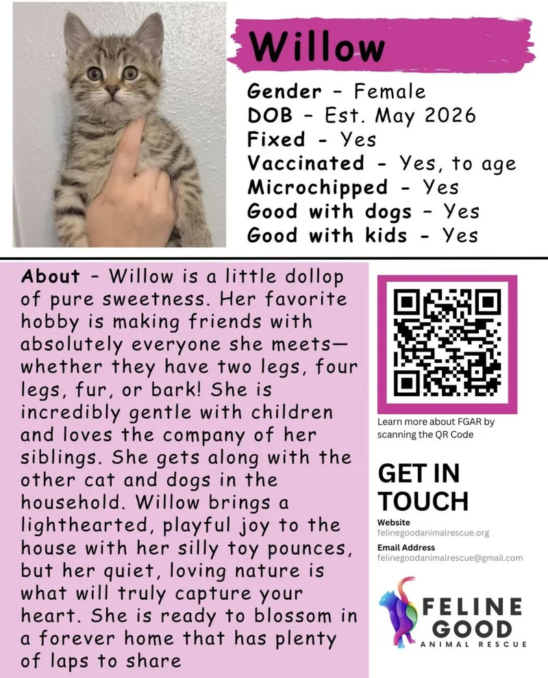 A baby medium-sized female Tabby (Brown / Chocolate) Domestic Short Hair cat named Willow for adoption in Eugene, OR