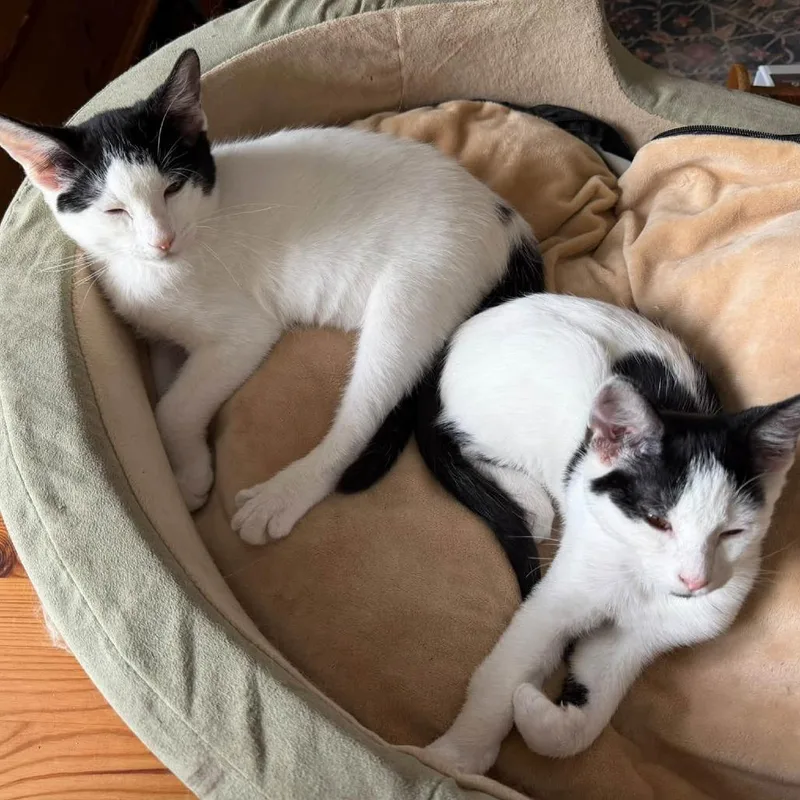 A baby small-sized female White Domestic Short Hair cat named Dotti for adoption in Woodinville, WA