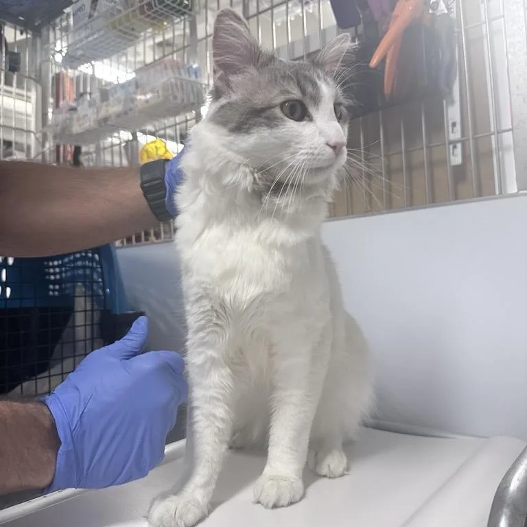 An adult large-sized male Gray / Blue / Silver Domestic Long Hair cat named Sebastian for adoption in New York, NY