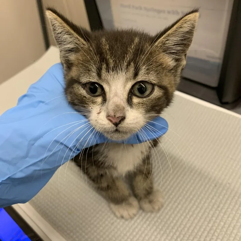 A baby small-sized male Black Domestic Short Hair cat named Rambo for adoption in Morganton, NC