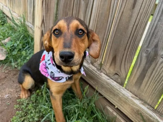 Sparrow Oiseau thumbnail 2