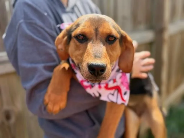 Sparrow Oiseau thumbnail 3