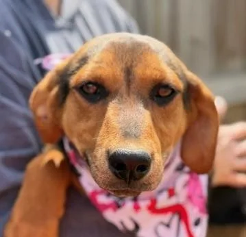 A baby medium-sized female Black Airedale Terrier dog named Sparrow Oiseau for adoption in Andover, MA