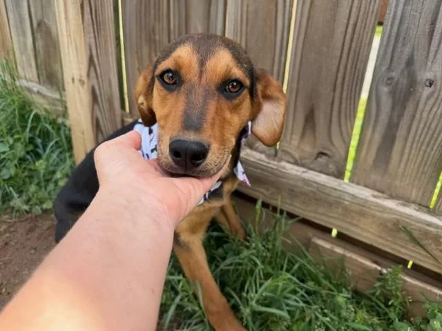 Sparrow Oiseau thumbnail 4