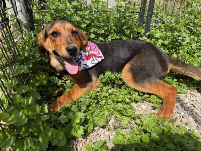 Sparrow Oiseau thumbnail 5